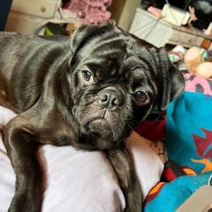 Meet your Posher, Oso